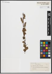 Foto von Salix aurita L.